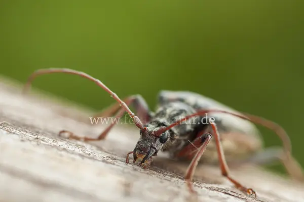 Fokus-Natur Bild