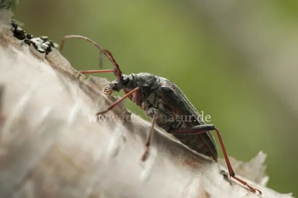 Fokus-Natur Bild