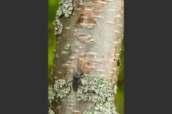 Fokus-Natur Bild