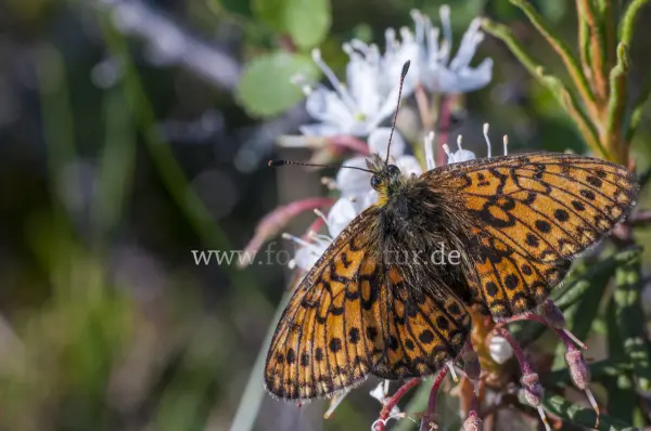 Fokus-Natur Bild