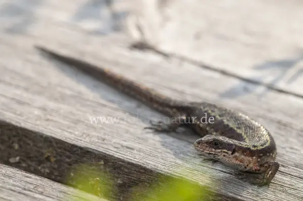 Fokus-Natur Bild