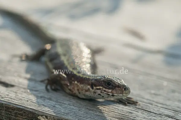 Fokus-Natur Bild