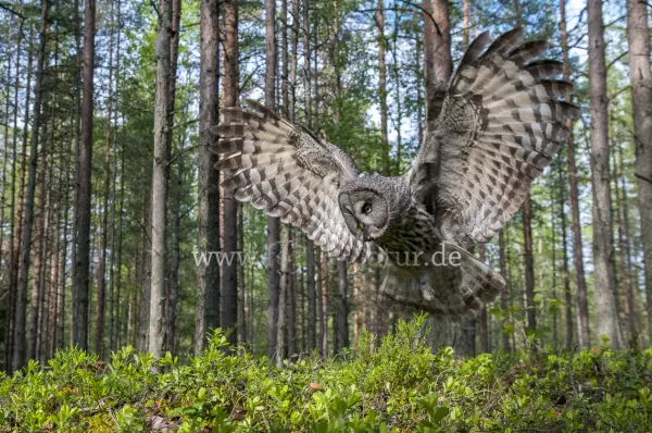 Fokus-Natur Bild