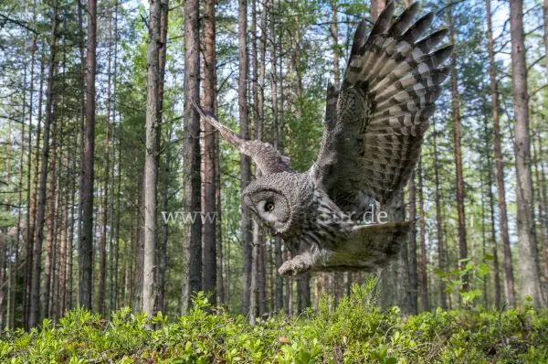 Fokus-Natur Bild