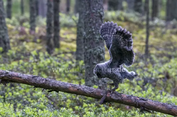 Fokus-Natur Bild