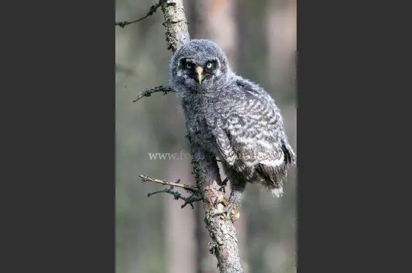 Fokus-Natur Bild