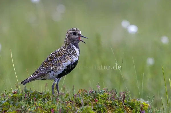 Fokus-Natur Bild