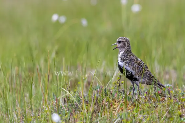 Fokus-Natur Bild