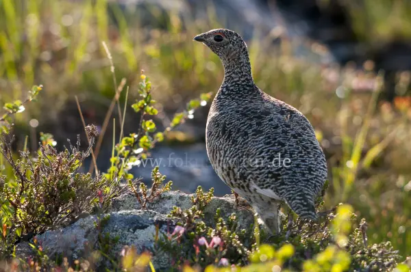 Fokus-Natur Bild