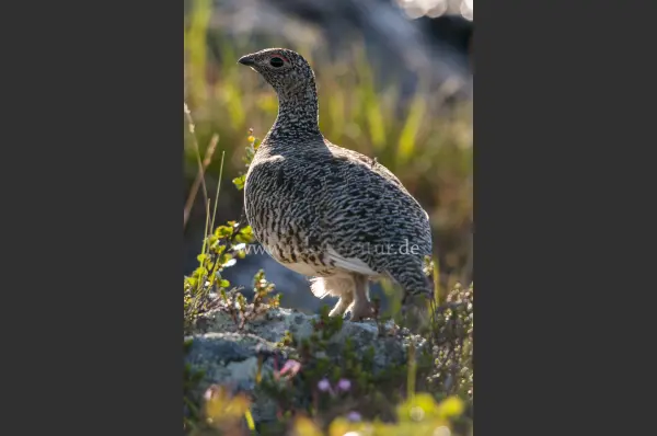 Fokus-Natur Bild