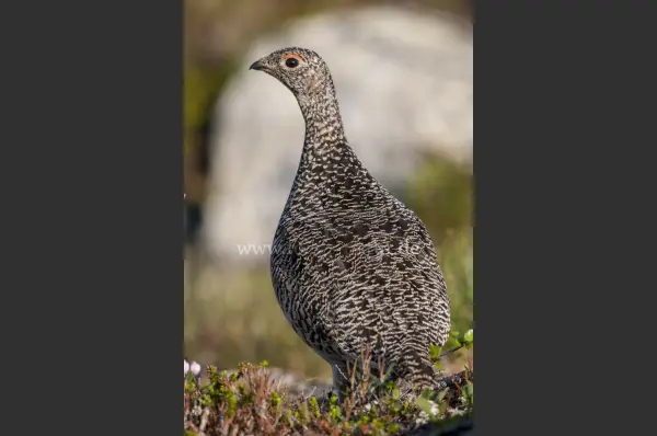 Fokus-Natur Bild