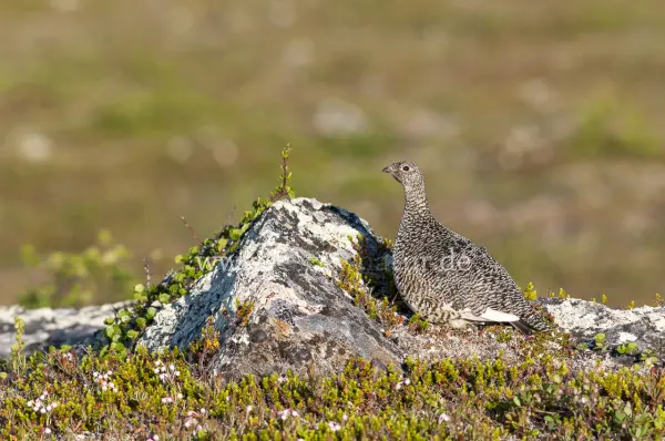 Fokus-Natur Bild