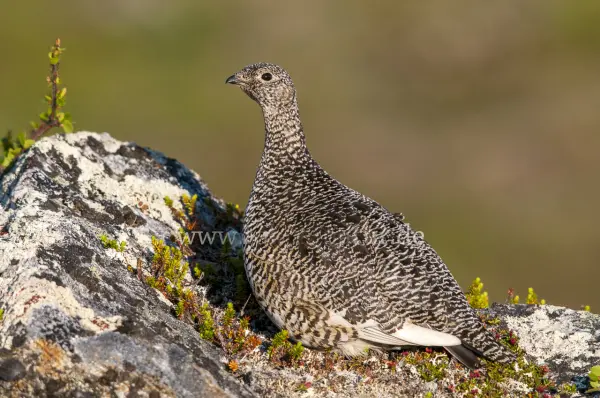Fokus-Natur Bild