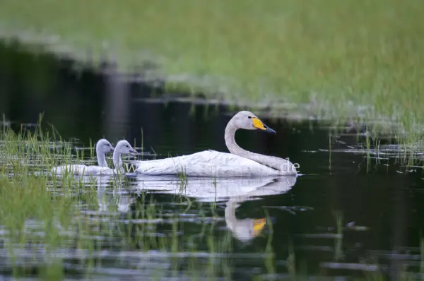 Fokus-Natur Bild
