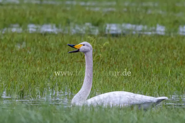 Fokus-Natur Bild