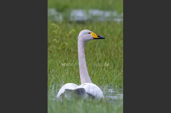 Fokus-Natur Bild