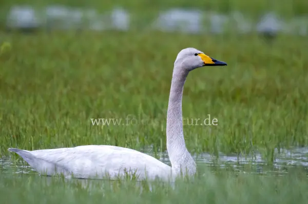 Fokus-Natur Bild