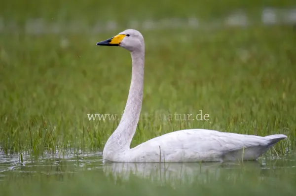 Fokus-Natur Bild
