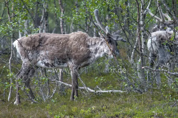 Fokus-Natur Bild