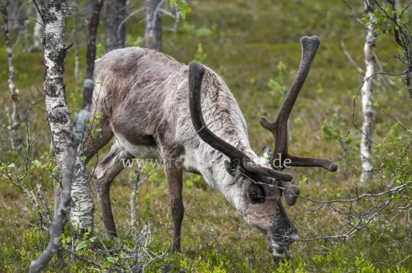 Fokus-Natur Bild