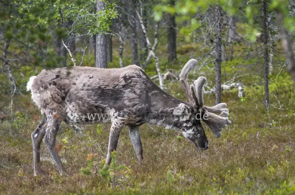 Fokus-Natur Bild