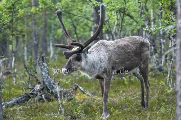 Fokus-Natur Bild
