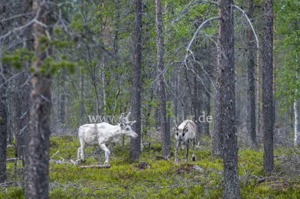 Fokus-Natur Bild