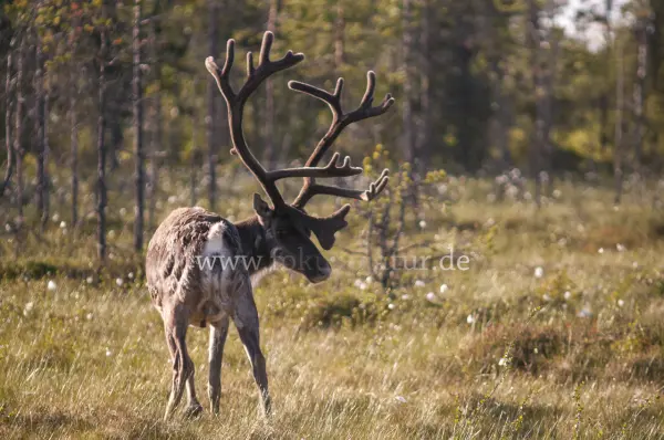 Fokus-Natur Bild