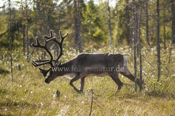 Fokus-Natur Bild