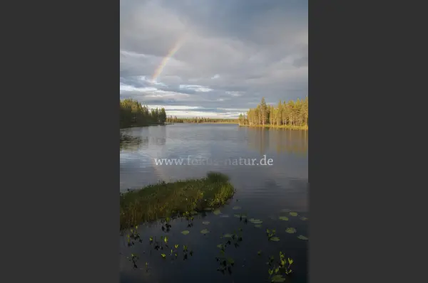 Fokus-Natur Bild
