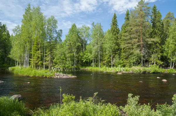 Fokus-Natur Bild