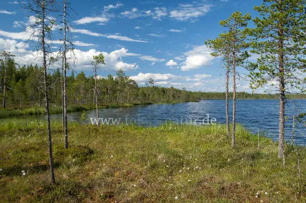Fokus-Natur Bild