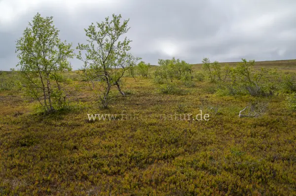 Fokus-Natur Bild