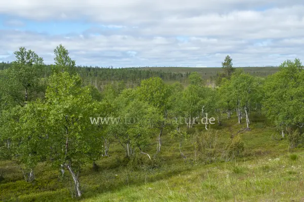 Fokus-Natur Bild
