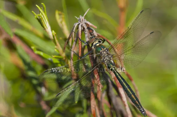 Fokus-Natur Bild