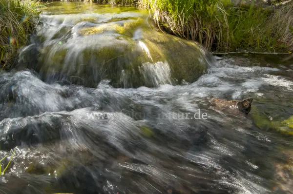 Fokus-Natur Bild
