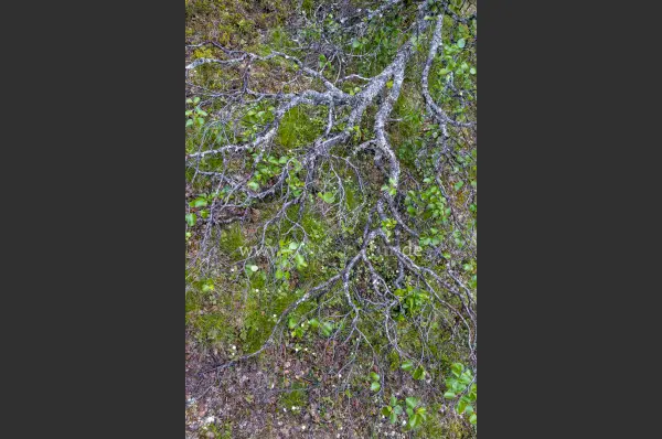 Fokus-Natur Bild