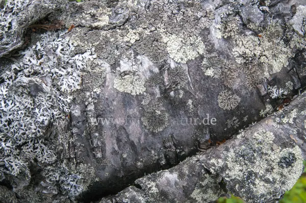 Fokus-Natur Bild