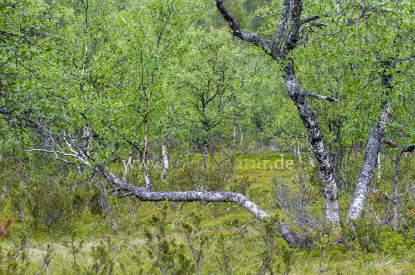 Fokus-Natur Bild