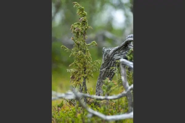 Fokus-Natur Bild