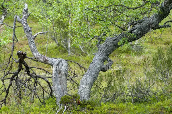 Fokus-Natur Bild