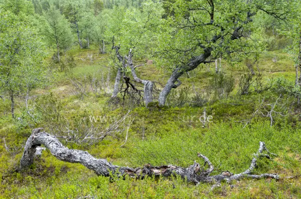 Fokus-Natur Bild