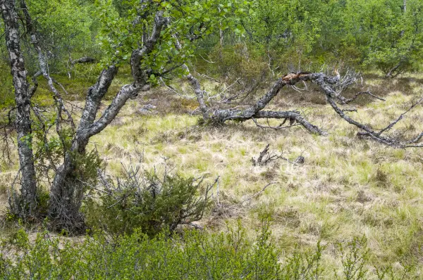 Fokus-Natur Bild