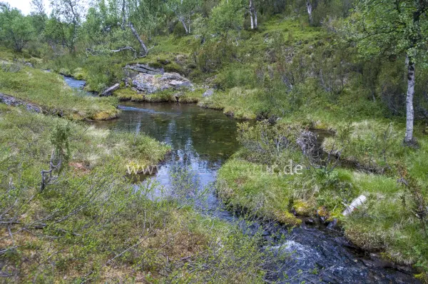 Fokus-Natur Bild