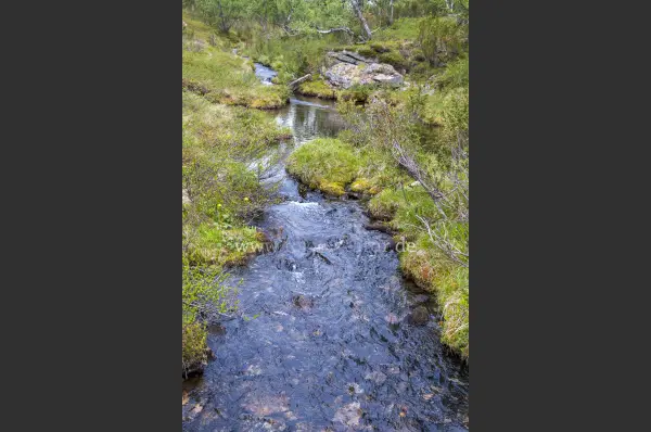 Fokus-Natur Bild