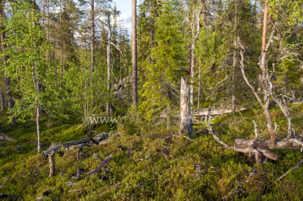 Fokus-Natur Bild