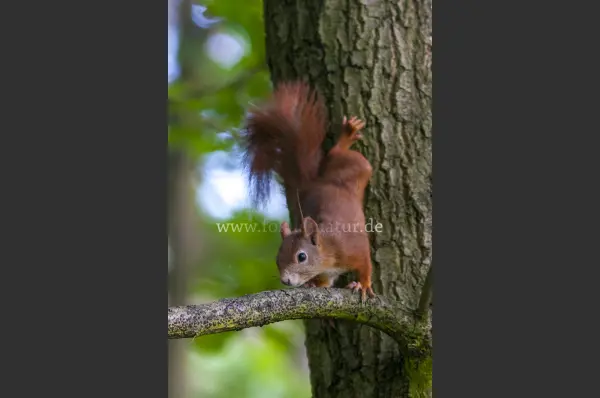 Fokus-Natur Bild