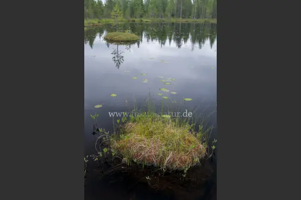 Fokus-Natur Bild