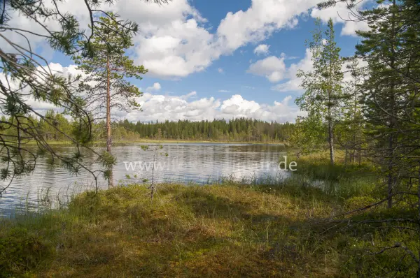 Fokus-Natur Bild