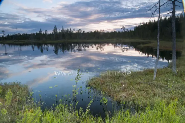 Fokus-Natur Bild